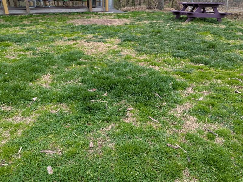 Lawn with scattered patches of sparse areas with visible soil and grassy weeds in different shades of green.