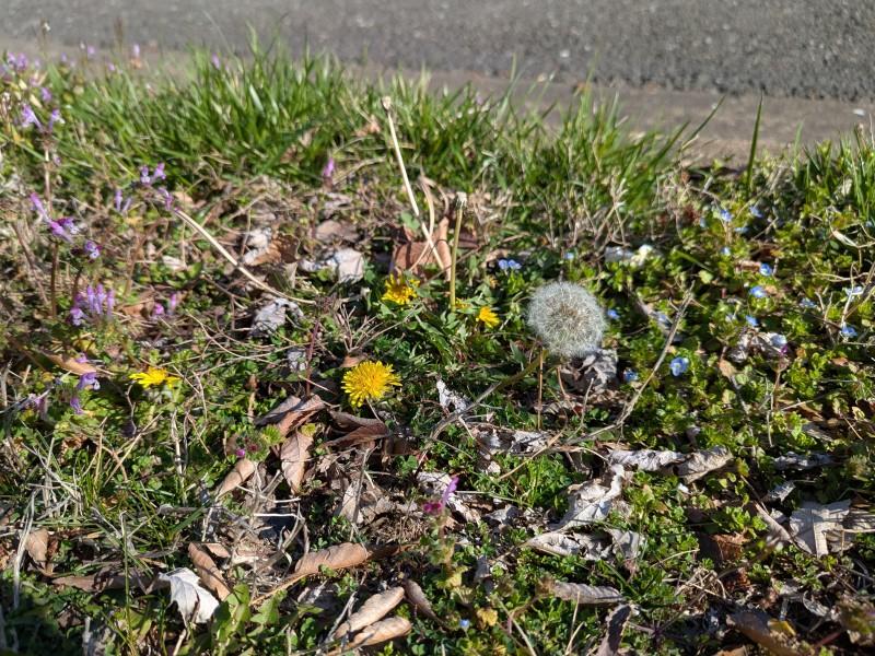 Close-up of a portion of lawn next to a street curb with abundant, diverse broadleaf weeds in bloom.