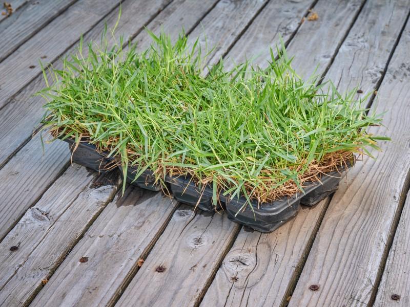 A tray of zoysia plugs sitting on a wooden deck.