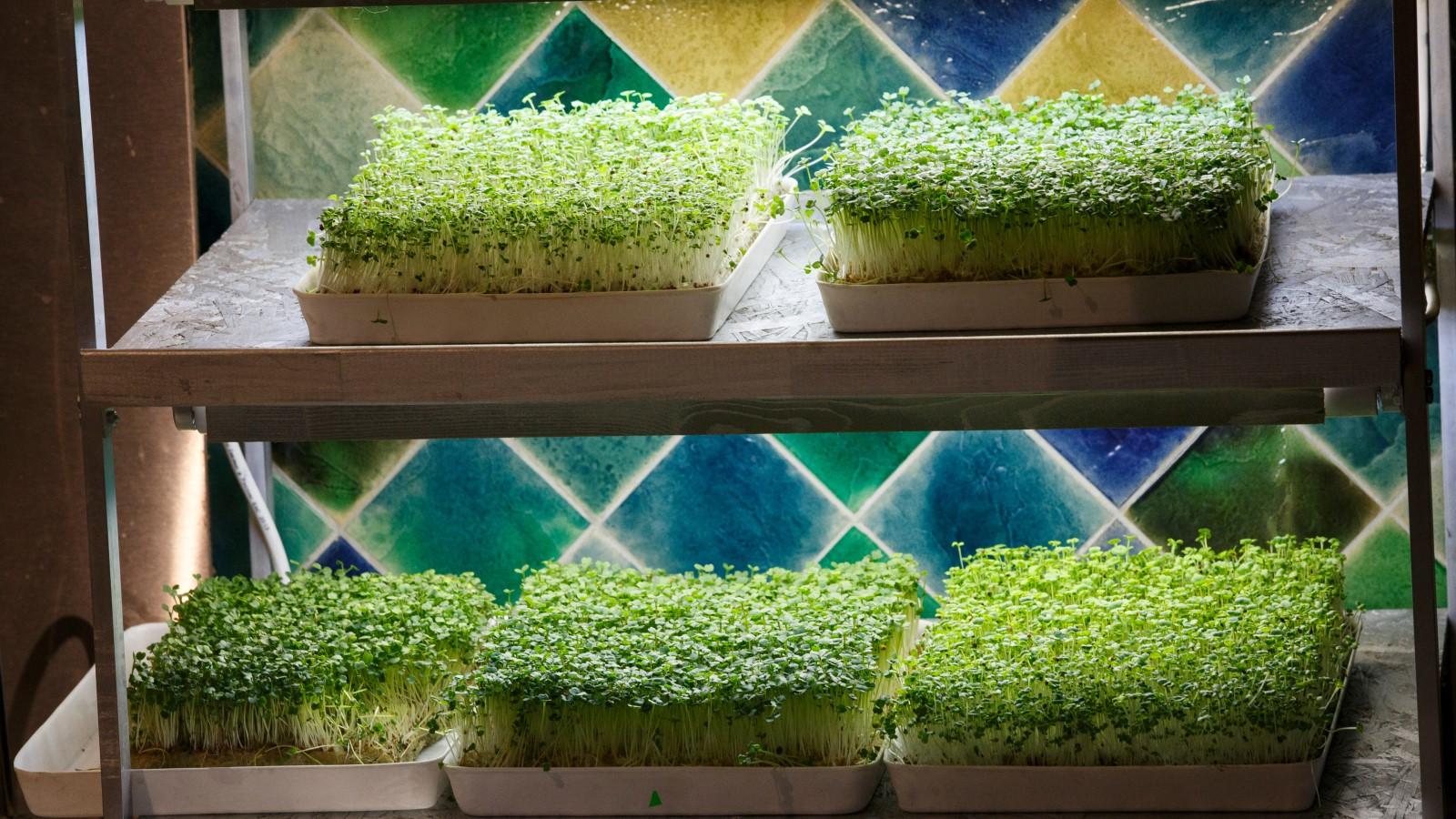 Several trays of dense vegetable seedling growth, only a few inches high, under artificial light on an indoor shelving unit.