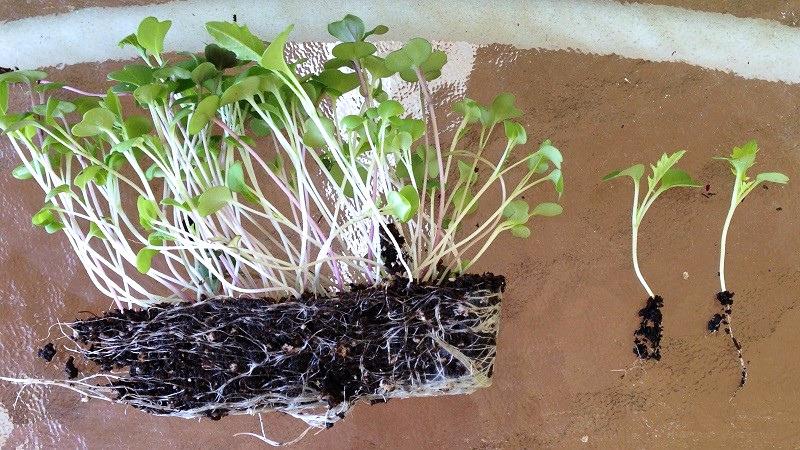 A section of seedlings removed from a larger tray, laid on their side to show the root-filled shallow layer of potting mix. The plants have long stems below the cotyledons.