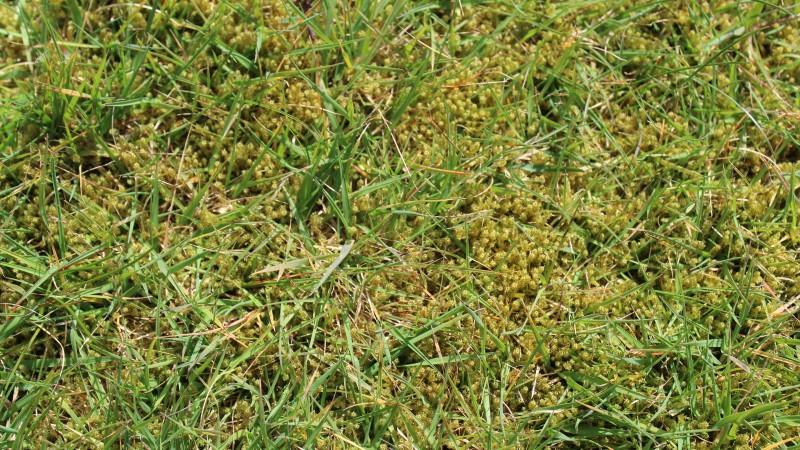Bright yellowish-green moss growing between turfgrasses in a sparse lawn.