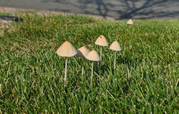A cluster of toadstool-shaped tan mushrooms in a mown lawn.