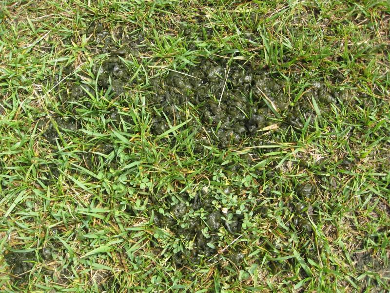 Clumps of dark, algae-like lumpy gelatinous growths in a short, sparse lawn.