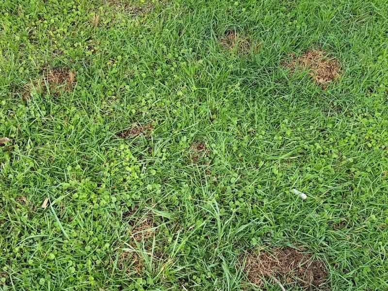 Irregularly-shaped patches of varying sizes of dark brown, dead turfgrass. The turfgrass immediately surrounding some of the patches is darker green.