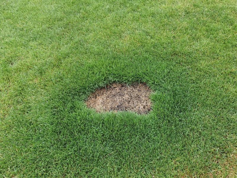 A roughly circular patch of flattened, brown, dead grass in a lush lawn. The grass immediately next to the dead area is darker green.