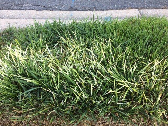 A stripe of turfgrass whose leaf blade tips turned nearly white within a normal-looking patch of lawn adjacent to pavement.
