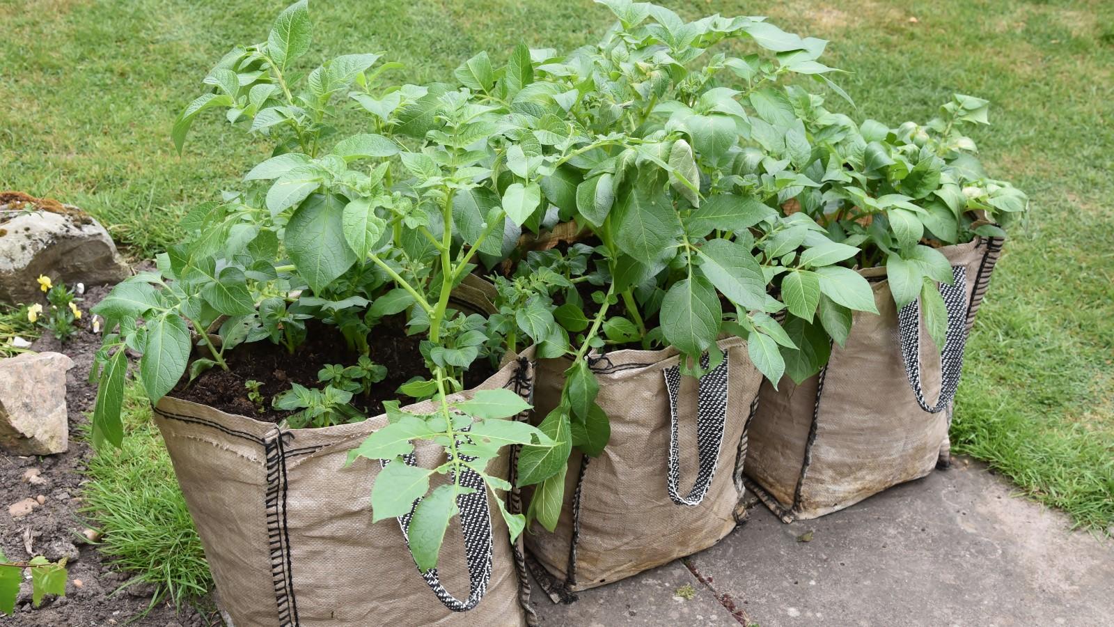 Potato plants growing in three five-gallon fabric bags with handles.