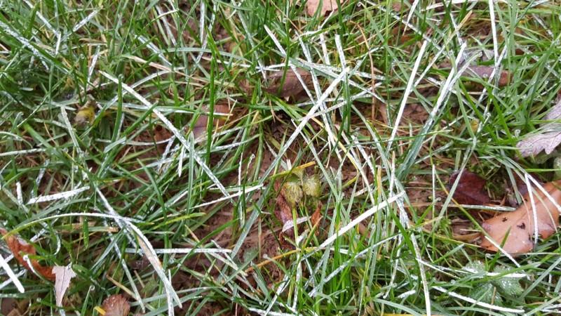White-coated blades of turfgrass infected with powdery mildew.