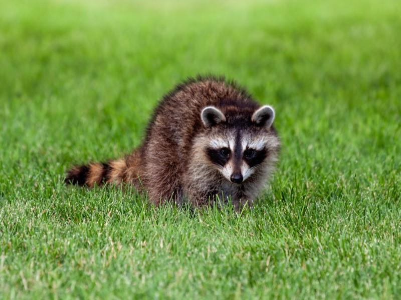 Raccoon in a green mown lawn, looking at the observer.