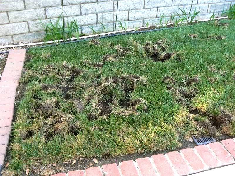 Small lawn area bordered by brick edging and a brick wall, with torn-up pieces of sod and shallow holes.