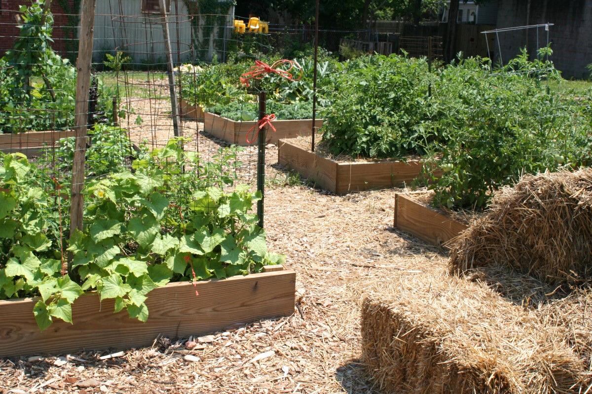 Six low wooden raised beds planted with vegetables, separated by pathways covered with straw.