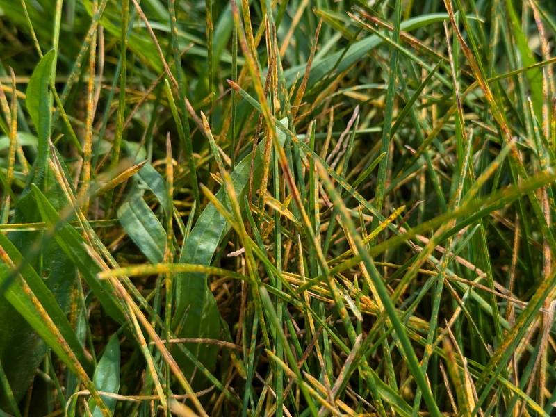 Powdery orange specks coating the foliage of turfgrass infected with rust.