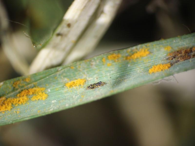 Magnified view of clusters of orange rust spores emerging from an infected grass blade.