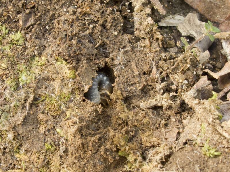 A small chamber in the soil housing a beetle grub with its body held in a narrow C shape.