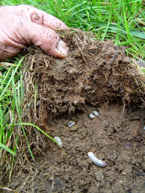 A person's hand lifting up a piece of poorly-rooted turfgrass sod revealing four white grubs in the soil underneath.