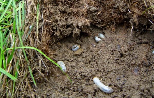 Four beetle grubs in the soil underneath a clump of turfgrass that was lifted up.