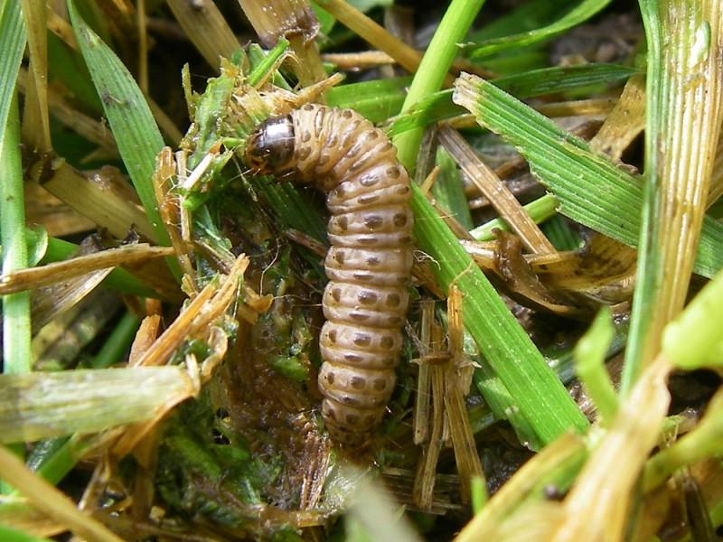 A stout light brown caterpillar with a dark head and spots spins silk between chewed pieces of green and brown grass blades.