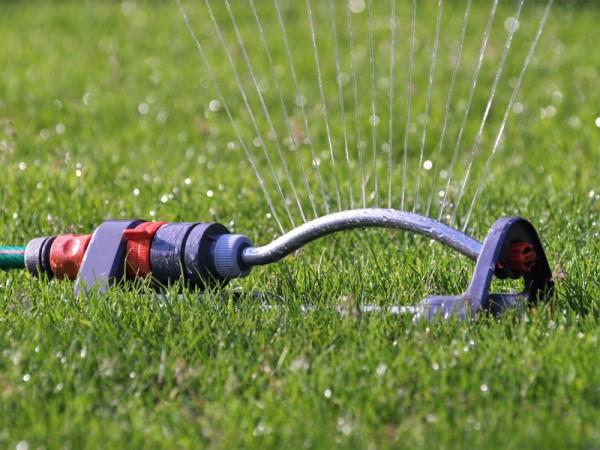 Oscillating style lawn sprinkler attached to a garden hose, watering a lawn.