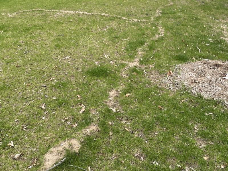 Small raised pathways of pushed-up soil in a sparse lawn. The light color of the soil stands out from the surrounding grass.