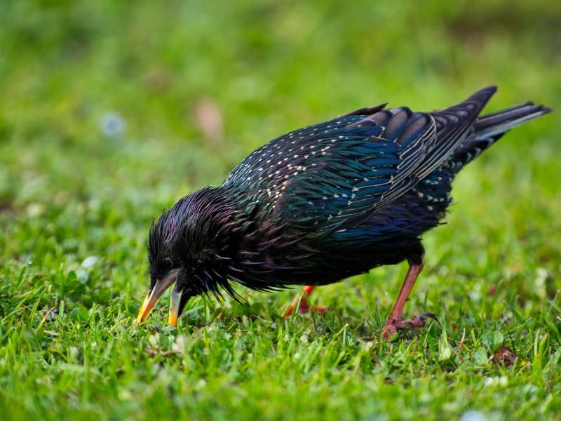 A European starling prying open a hole in a lawn with its open bill, looking for invertebrates to eat.