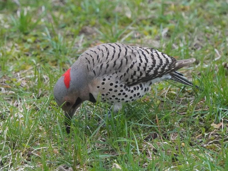 A woodpecker probes turfgrass with its bill to reach an insect to eat.