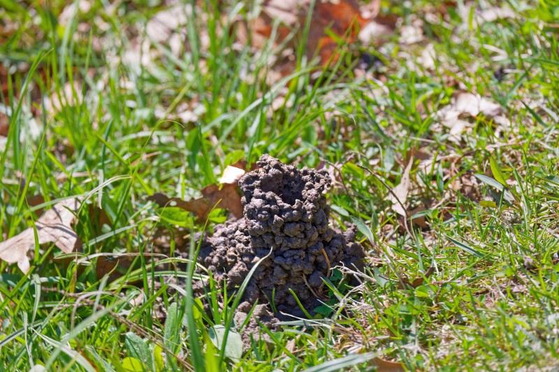 Tubular mound of muddy soil globs, produced by a crayfish, rising a few inches above a short grassy area.