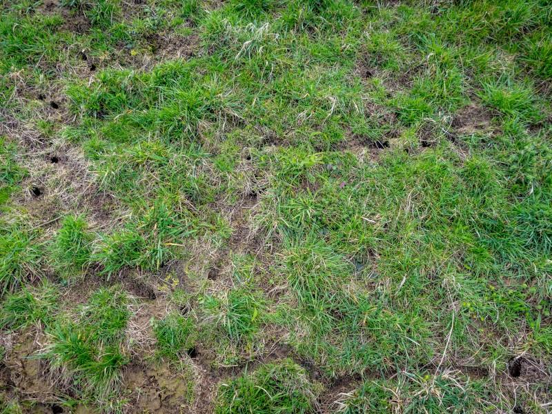 Shallow, meandering soil channels dug into a lawn in areas with sparse grass growth.
