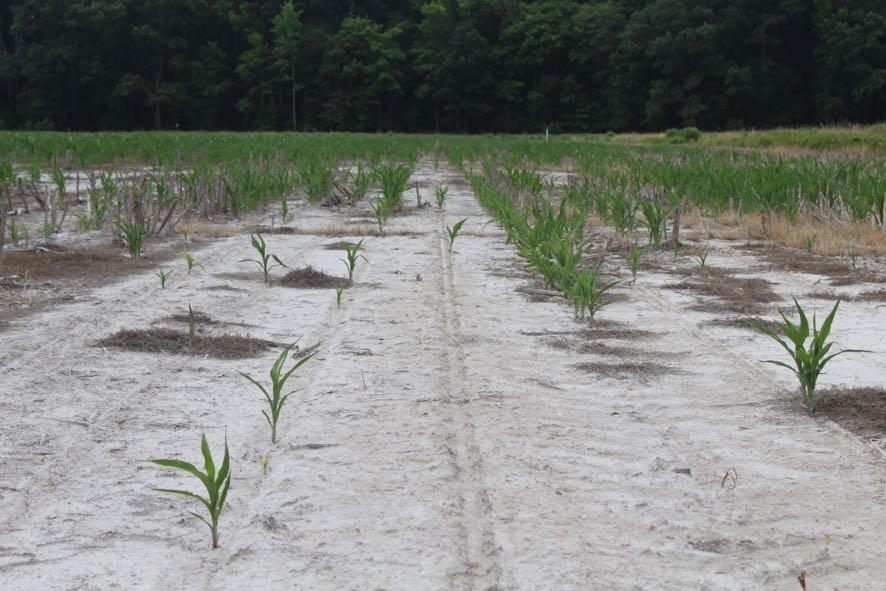 Field with declining crop yields as a result of SWI 