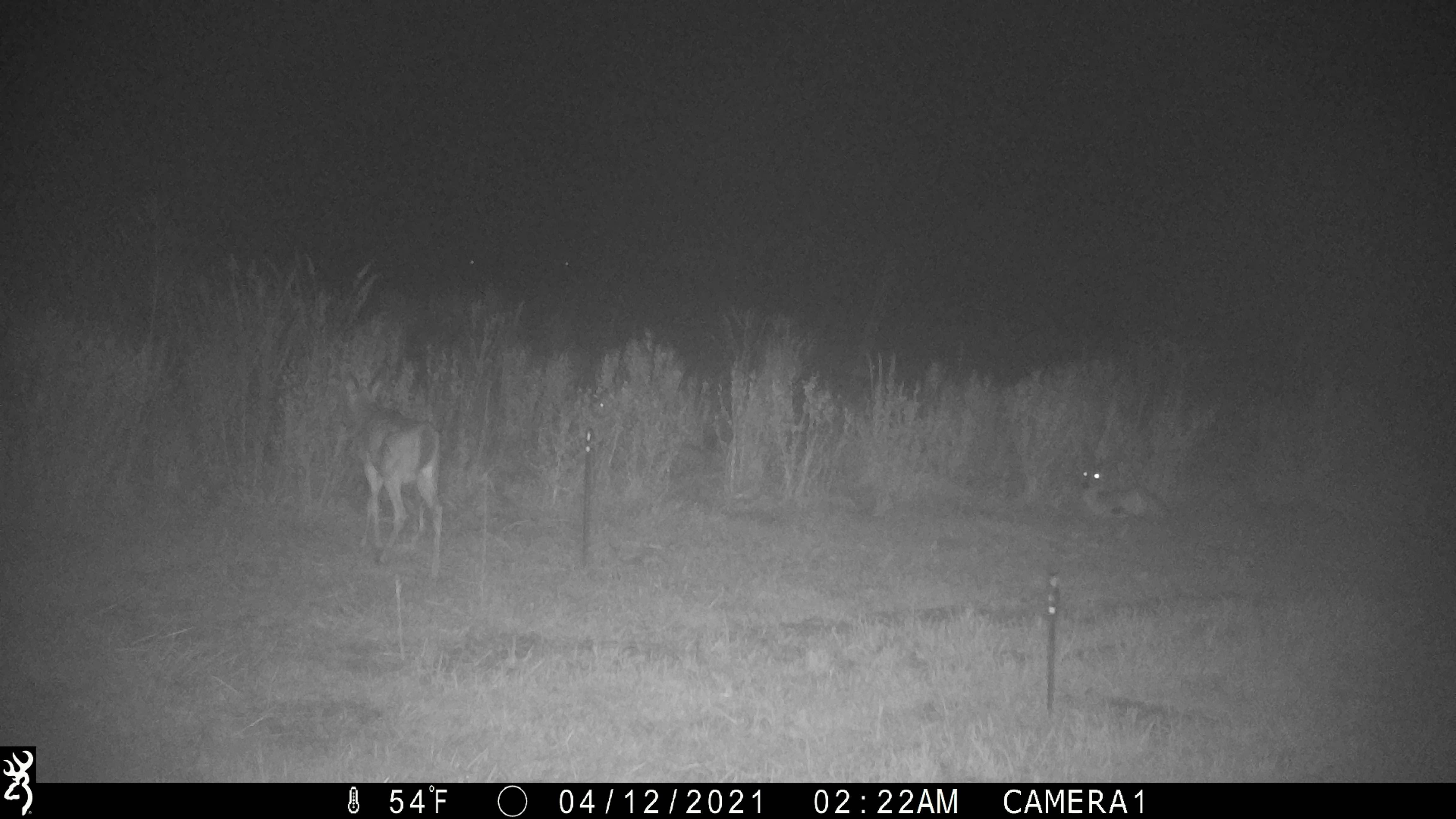 surveillance camera capturing two deer eating crops
