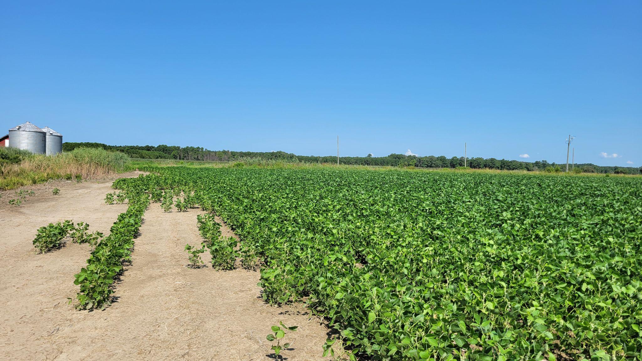  A soybean field in Maryland experiences SWI along its edges, with sharp delineations in crop survival 