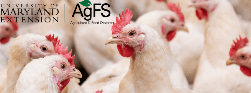 Commercial chickens with UME AgFS logo