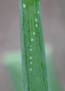 A  green leaf blade with leafminer infestation. oviposition marks appear as small, white dots along leaf blades. 