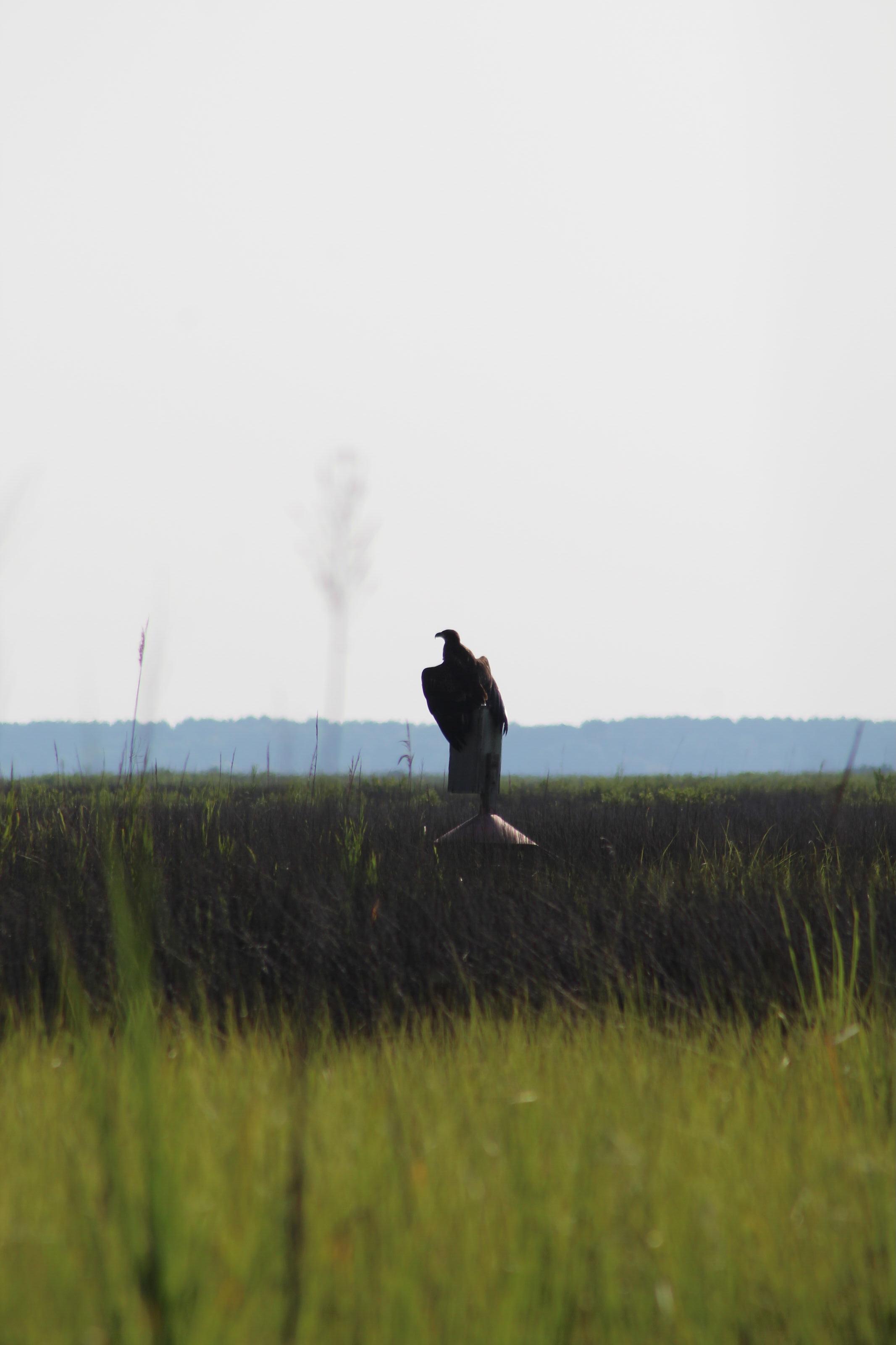 A bird perched on a sign in a marsh