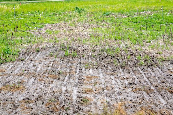 patch of compacted and salty soil on a field 