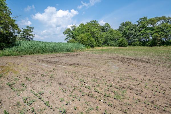 Agricultural field suffering declines in crop yield(s) and species encroachment. On the far left there is a swath of phragmites (Phragmites australis) visibly encroaching towards the field 