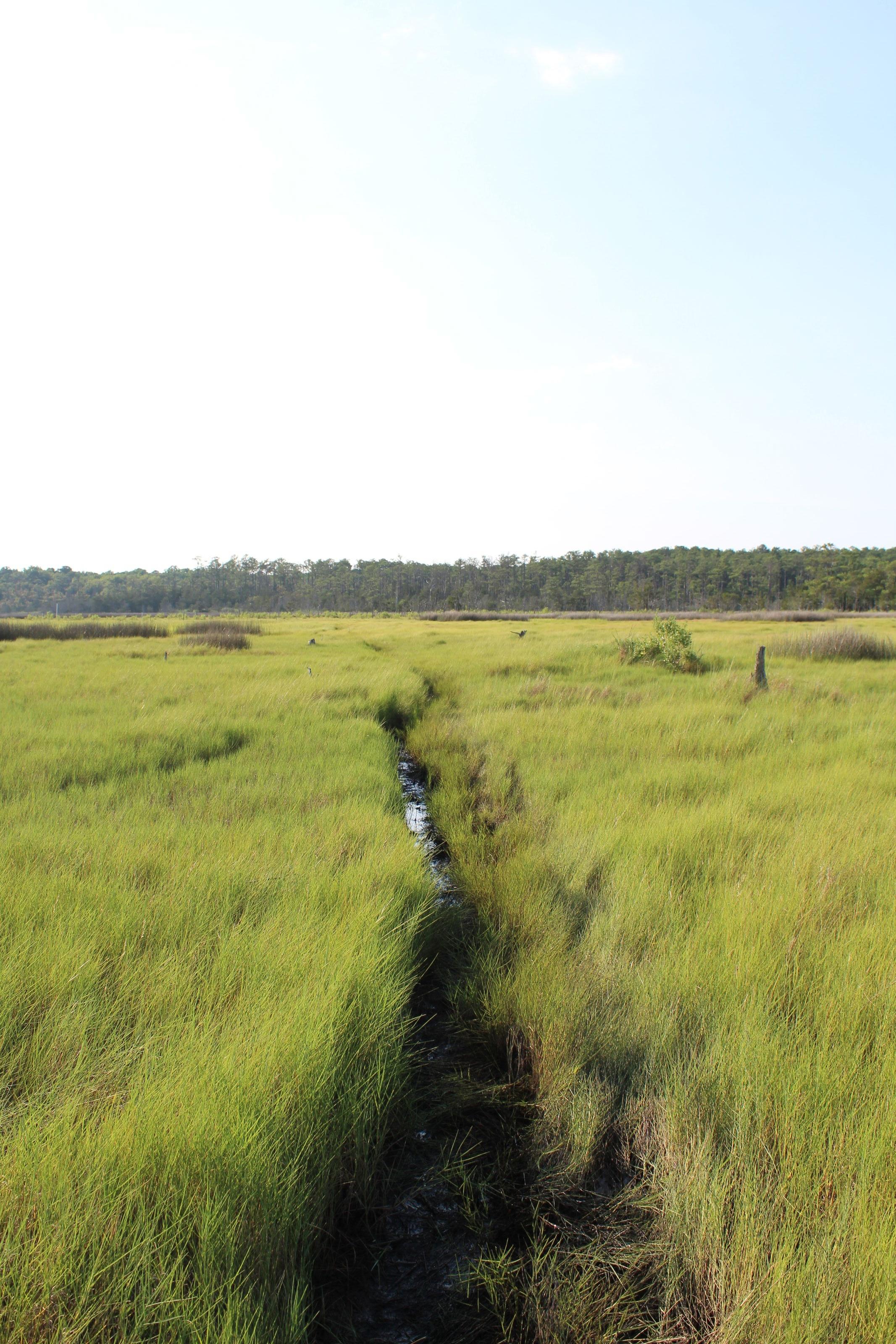 image of salt marsh 