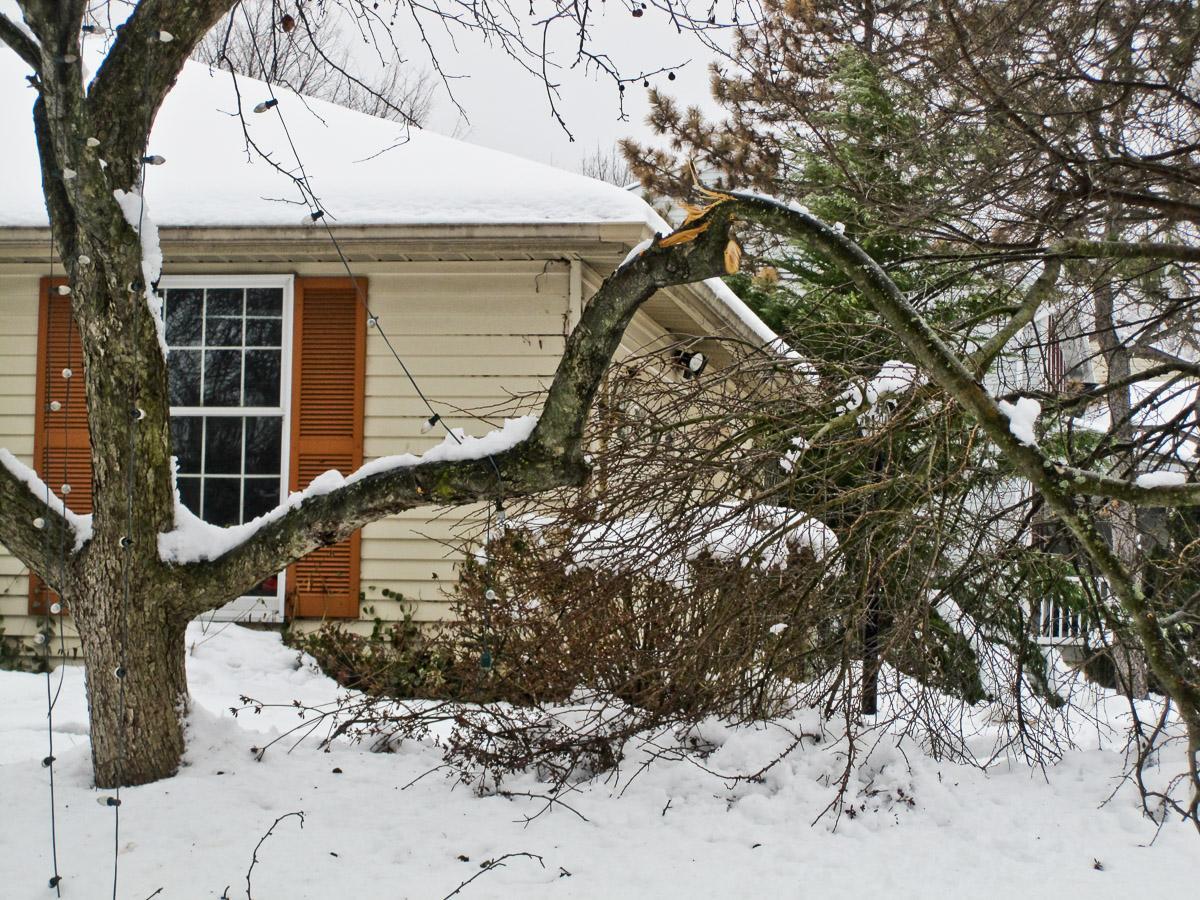 A large branch on a tree in a residential yard in winter. The branch is broken from the weight of snow and ice.