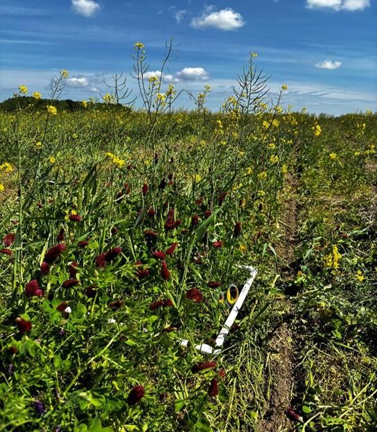 Field of mixed flowering plants with yellow and red blooms growing in rows, a narrow dirt path between them, under a blue sky with scattered clouds.