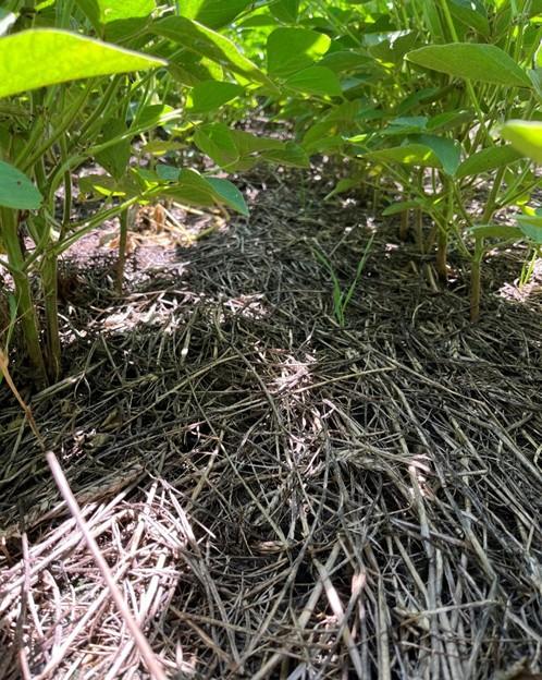 Low-angle view beneath a row of leafy green plants, showing stems emerging through dried straw mulch covering the soil, with sunlight filtering through the leaves.