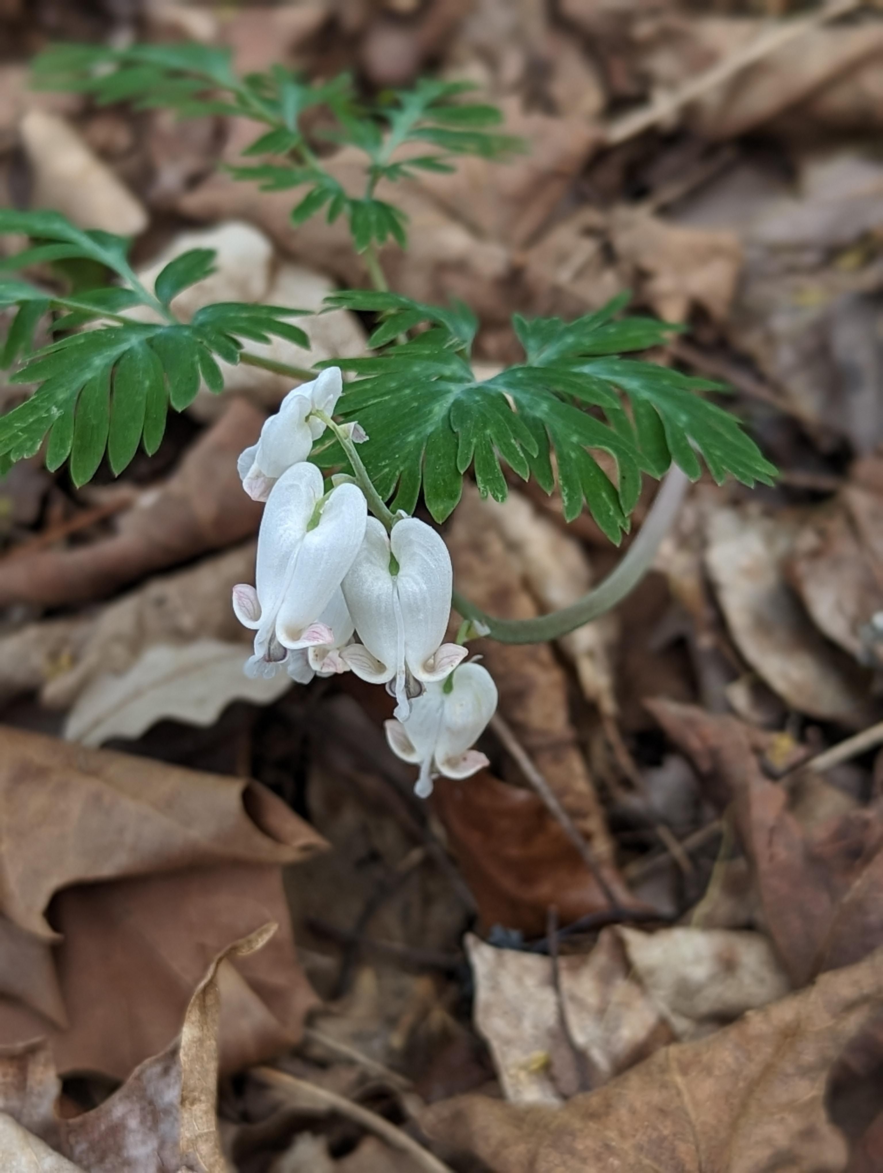 A close up of a white flower drooping downward. Heart shaped with green fernlike leaves.