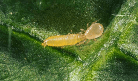 Close-up of an Amblyseius swirskii predatory mite on a green plant leaf, showing a small, elongated yellow body with a pale, translucent abdomen and fine legs against the leaf surface.