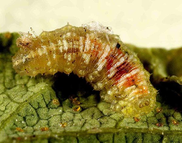 Close-up of a Feltiella acarisuga larva on a leaf surface, showing an elongated, segmented, translucent yellow body with visible reddish internal contents as it feeds among spider mites.