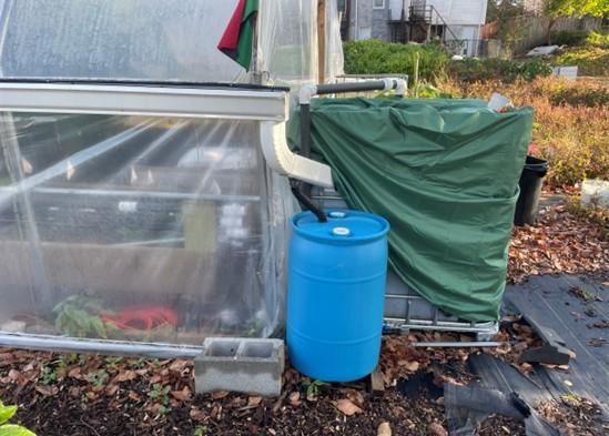 A blue rain barrel sits beneath a white downspout attached to the side of a plastic‑covered greenhouse. The downspout connects to a covered IBC tote wrapped in a green tarp. Leaves cover the ground, and additional garden beds and buildings are visible in the background.