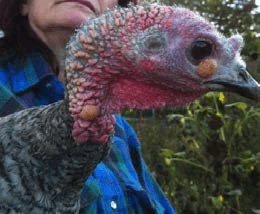 Close-up of a turkey’s head showing yellowish lesions, held by a person wearing a blue plaid shirt.