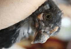  close-up of a hand gently holding a black-feathered chicken, showing its head and face with dry, crusted lesions on the unfeathered areas of the head and body, consistent with avian pox.