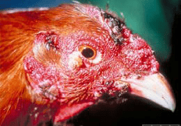 Close-up of a chicken's head with red, inflamed skin and visible lesions.