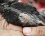 A person holds a black-and-white bird with dry, crusted lesions on its head characteristic of avian pox.