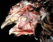 A close up of a bird's head with a beak open showing wet pox.