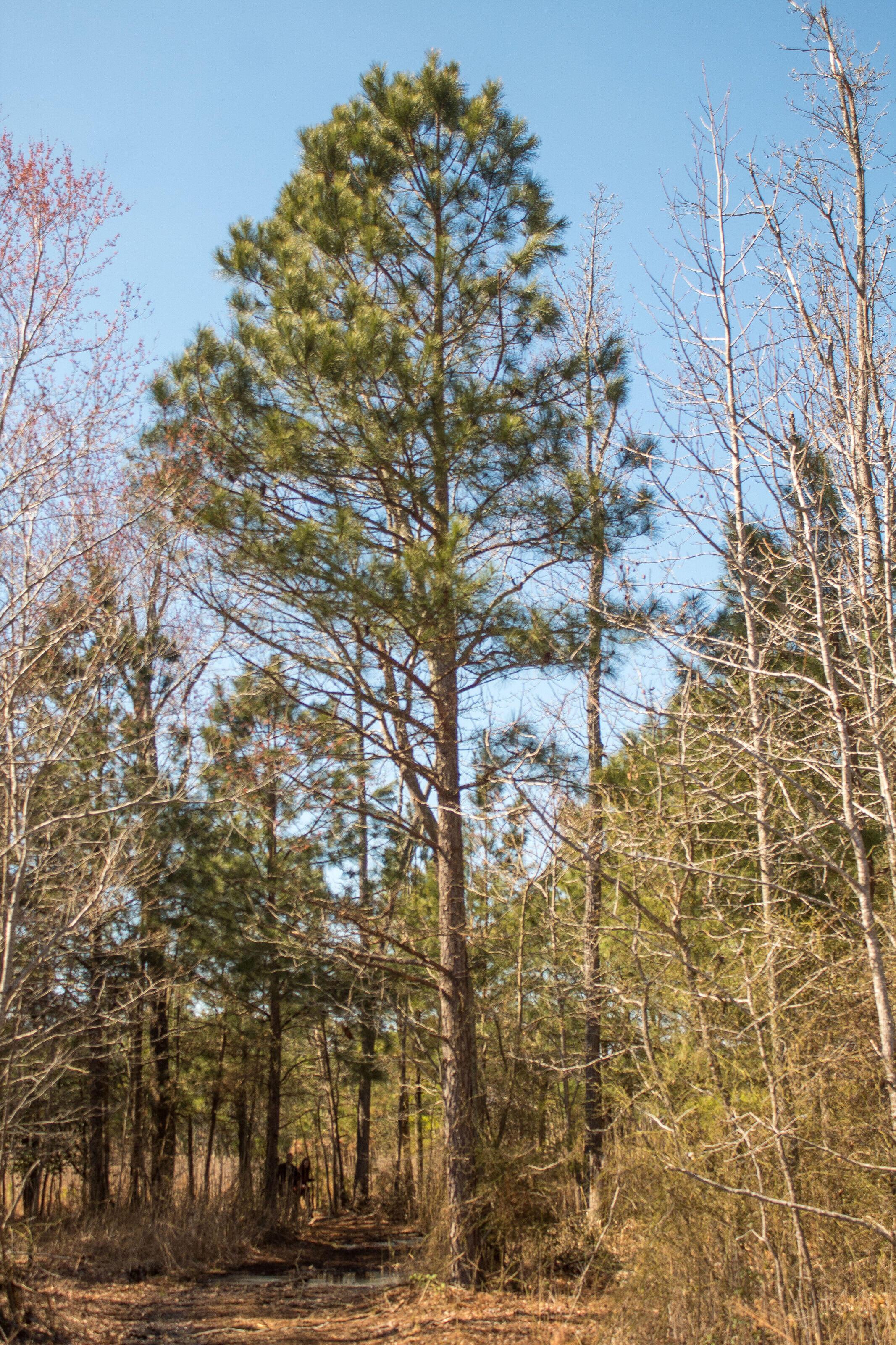 A tall  loblolly pine tree in a marsh on the Eastern shore